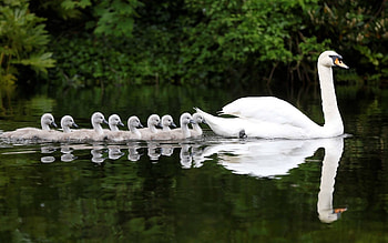 Mute swan, Swan , Swan , Swan HD wallpaper