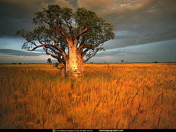 boab-tree, landscape, clouds, sky, nature, grass, forest, tree HD wallpaper