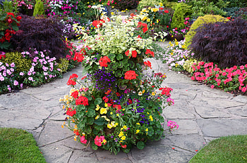 August Flowers, garden, flowers, august, home HD wallpaper