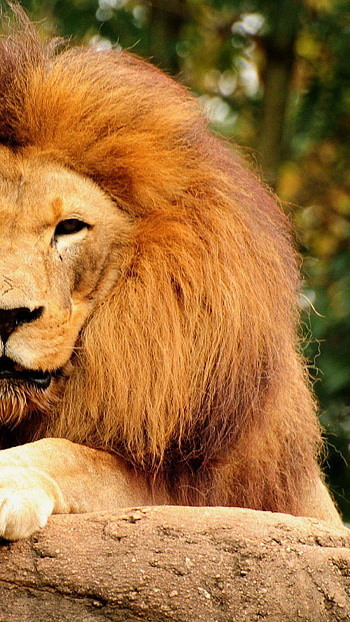 Lion Half Face, half face, lion, animal, king of the jungle HD phone wallpaper