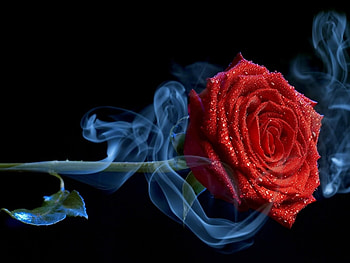 Plants, Flowers, Roses HD wallpaper