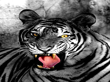 TIGER HELLO, white, black, tiger, cat, wild HD wallpaper