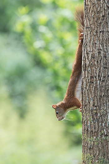 Funny, Animals, Squirrel, Wood, Tree, Animal HD phone wallpaper