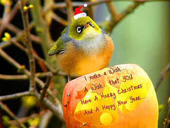 Wishing happy holidays, animal, holidays, bird, christmas, santa claus, happy, new year, wish HD wallpaper