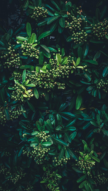 Nature, Leaves, Bush, View From Above, Plant HD phone wallpaper