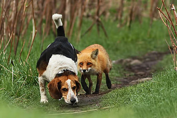 I'll catch you, dog, funny, nature, fox HD wallpaper