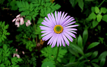 Grass, Lilac, Flower, Plant, Macro HD wallpaper