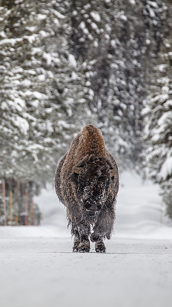 Nature enthusiast, Appreciating buffalo's magnificence, Bison admiration, Buffalo graphy HD phone wallpaper