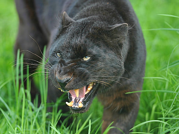 Animals, Aggression, Grin, Muzzle, Predator, Big Cat, Panther HD wallpaper