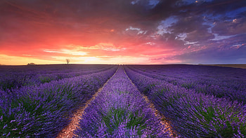 Lavender field, Scenery HD wallpaper