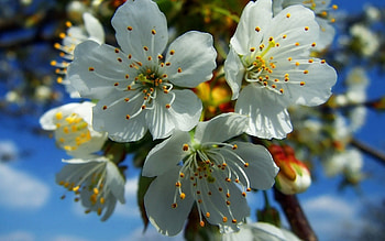 Flowers, Macro, Fruit, Fetus HD wallpaper