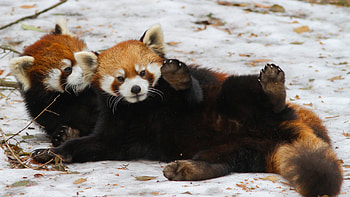 Red Panda, Panda, Animal HD wallpaper