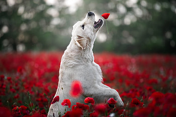 ❤️, Flowers, Dog, Meadow, Poppy field HD wallpaper