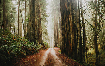 Earth path beauty, Foggy redwood forest, Tranquil scenery, Enchanting landscapes HD wallpaper