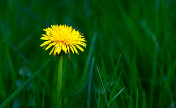 dandelion, beauty, flower HD wallpaper
