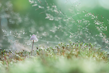 :), wind, nature, mushroom, green HD wallpaper