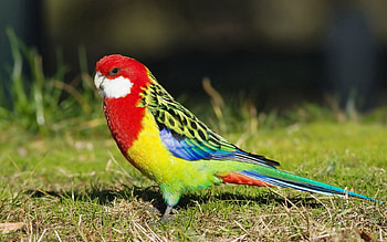 Animals, Parrots, Bird, Multicolored, Motley, Tail HD wallpaper
