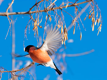Animals, Winter, Branch, Bullfinch HD wallpaper