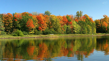 Autumn Forest by the Calm Lake, reflection, trees, autumn, nature, forest, lake HD wallpaper