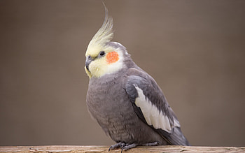 cockatiel , High-quality bird , Vibrant plumage, Captivating avian close-ups HD wallpaper