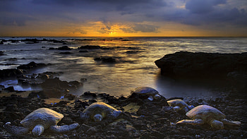 tortoises coming in on rocky shore, sea, shore, rocky, sunset, tortoises HD wallpaper