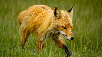 Animals, Fox, Stroll, Thin, Skinny HD wallpaper