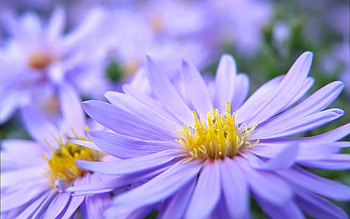 Flowers, Macro, Field, September, Sept. HD wallpaper