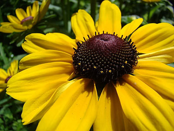 Yellow Daisy, nature, sun, field, flower HD wallpaper