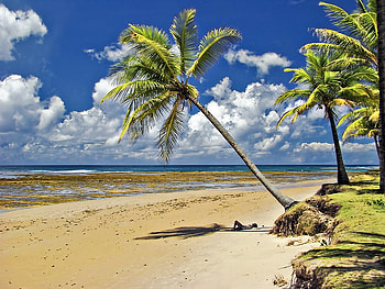Pessoa sem juízo, sea, nature, palm trees, beach HD wallpaper