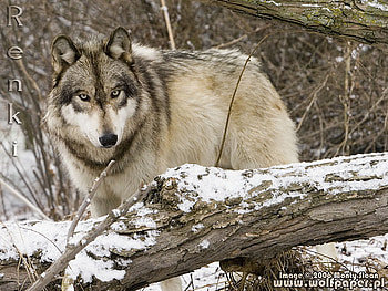 RENKI THE WOLF, wolves, animals, snow, dogs, grey wolf, tree HD wallpaper