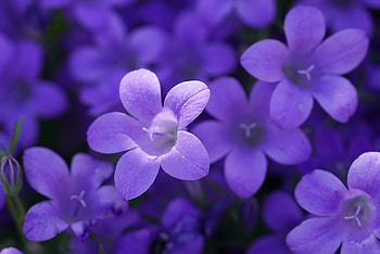 Bokeh Violet Flowers , flowers HD wallpaper