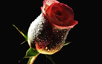 Plants, Flowers, Roses HD wallpaper