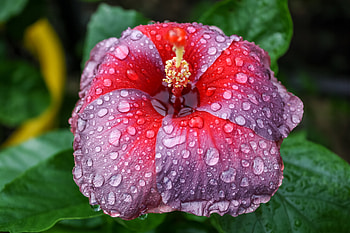 Hibiscus, Flower, Drops, Red, Purple HD wallpaper