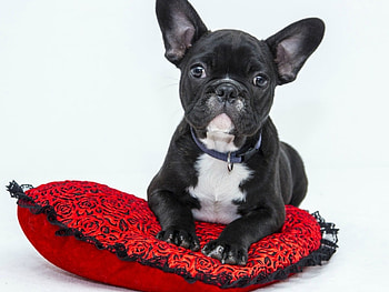 PUPPY ON PILLOW, PILLOW, PUPPY, , ANIMAL HD wallpaper
