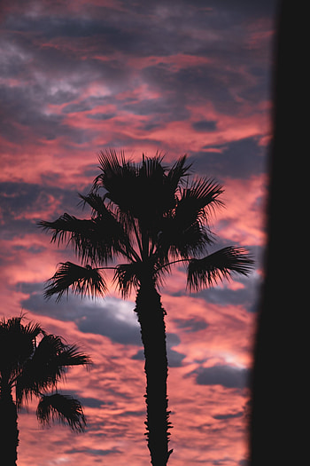 Nature, Pink, Twilight, Clouds, Dark, Palm, Dusk HD phone wallpaper