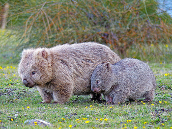 Mother and baby, Wombats HD wallpaper