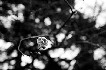 Sakura, Flower, Macro, Bw, Chb HD wallpaper