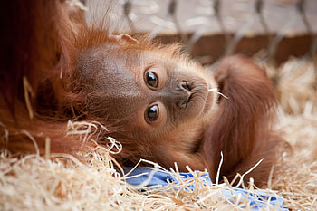 Animals, Young, To Lie Down, Lie, Muzzle, Monkey, Joey HD wallpaper