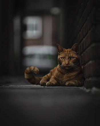 Animals, Cat, Lies, Redhead, Lick Your Lips, Licking HD phone wallpaper