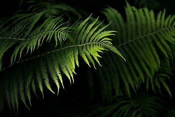 A close-up view of vibrant green fern leaves with a dark background, showcasing natural beauty. HD wallpaper