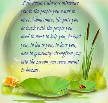 flower, quote, life, ladybug HD wallpaper