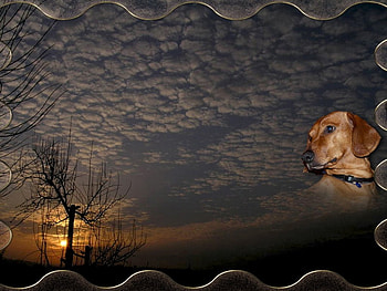 The dog, dog, clouds, tree, sunset HD wallpaper