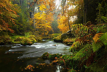 River, Stones, Forest, Trees, Moss HD wallpaper