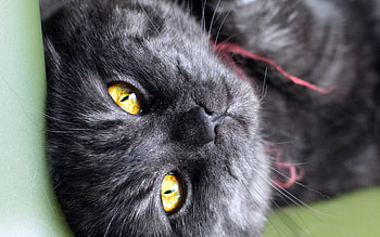 Animals, Cat, Striped, Sight, Opinion HD wallpaper