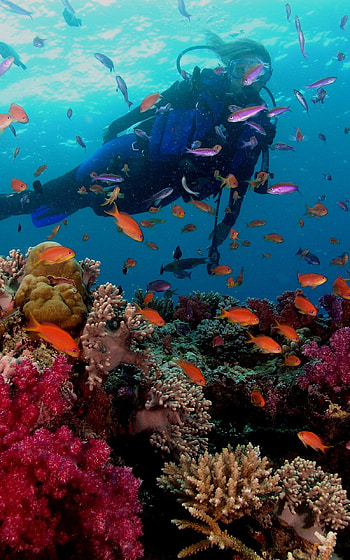 Scuba diving, Great Barrier Reef, Tablet explore HD phone wallpaper