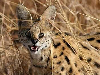 Animals, Cats HD wallpaper
