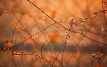 Autumn, Macro, Shine, Light, Branches, Morning, Foliage, Heat, Warmth HD wallpaper