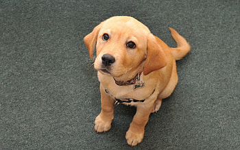 Animals, Sit, Muzzle, Puppy, Small HD wallpaper