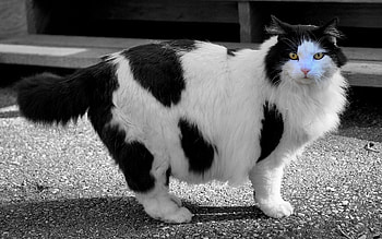 Animals, Cat, Spotty, Spotted, Stroll, Fat, Thick, Wool HD wallpaper