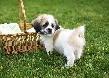 Dog, sweet, animal, dogs, cute, beautiful, puppys, puppy, pretty, animals, lovely HD wallpaper